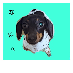 わんこからきもち3