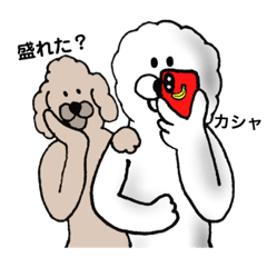 ビションフリーゼさん