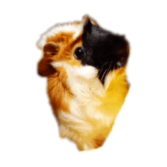 ムーの日常！！！