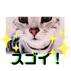 あめしょー・たびぃさん