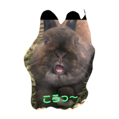 うさぎのcocoのスタンプ