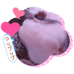 お茶目なkokkochan(3)七五三編