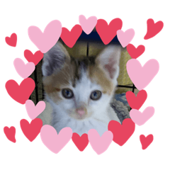 バラエティキャットスタンプ