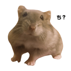Azuki_Hamster