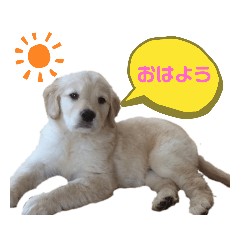 ひまわりとまっくす