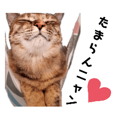 可愛いニャンズ②＋ワン