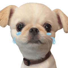 オレ、おもちくん５