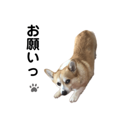 うちのわんこっ