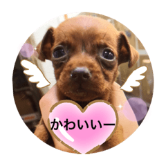 ももちゃんと木下ファミリー