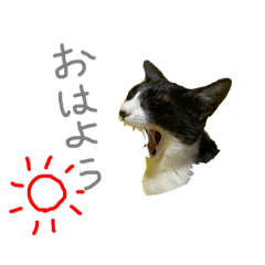 しばさき猫ちゃんず