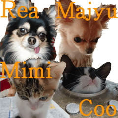 毎日かわいい、レアとマジュとクーとミミ