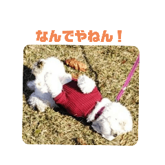 しろちゃんまん2