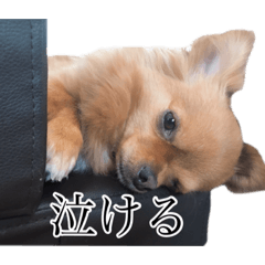 「わたしのわんわん」シリーズ（SYAMO）