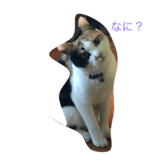 私ネコ ひとりごと