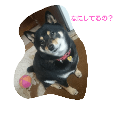 れんちゃんの日常