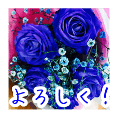 バラのお花（薔薇、ばら）