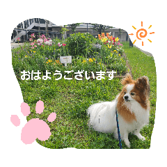 ぱぴぱぴパピヨン26