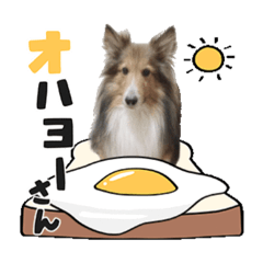 シェルティーの鞍馬くん4