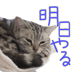 ねこのマリーの写真スタンプ