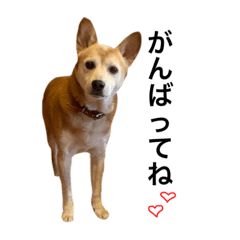 犬！！！！！！！！