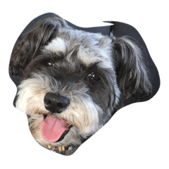 ミニチュアシュナウザーの1日