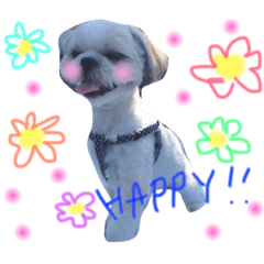 シーズーのぽっちゃん