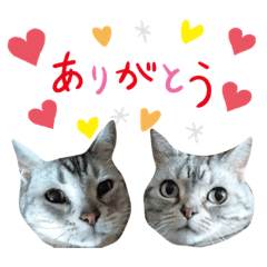 ちーとふーのいる生活