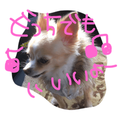 うちのチワワさん。