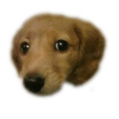 うちの愛犬ぼんちゃん