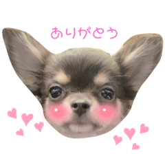 チワワのノアちゃん1