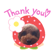 トイプードル～coron～