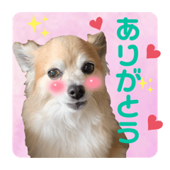 健太はミックス