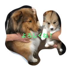 ボンルースタンプ