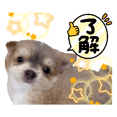 ランちゃんわんこスタンプ