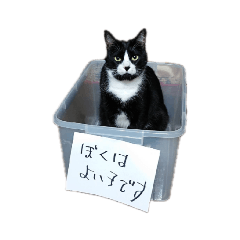 うちのバロンさん4