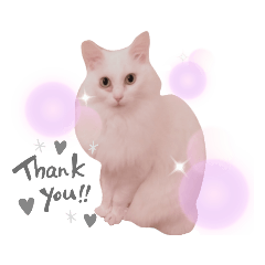 猫写真スタンプ♡赤ちゃんまんと申します♡