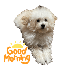 モコモコトイプー ②