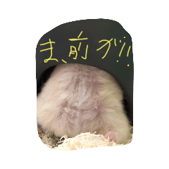 ハムスタープリンです(*^^*)