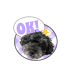 黒プーのセサミくん