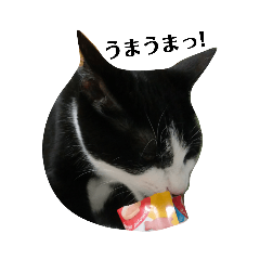 ちょっとつぶやく はちわれオレオ ２