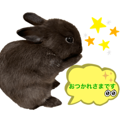 うさぎのホイップ