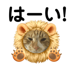 茶トラ猫メロン24個