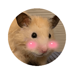 stella_20221101050548