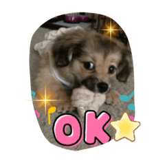 赤ちゃんカノンカリン