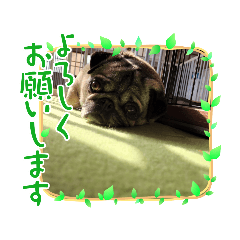 お昼寝大好き愛犬スタンプ