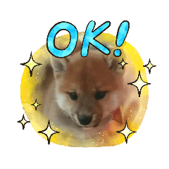 しばいぬムギたん