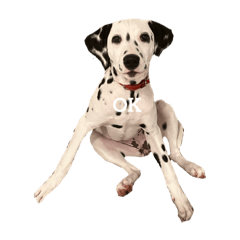 犬と猫ファミリー