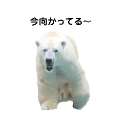 わたしの愛するホッキョクグマたち