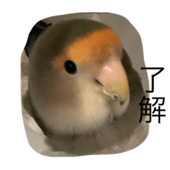 コザクラインコのきなこ