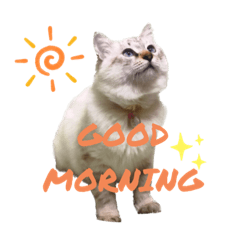 うちねこ『きなこ』